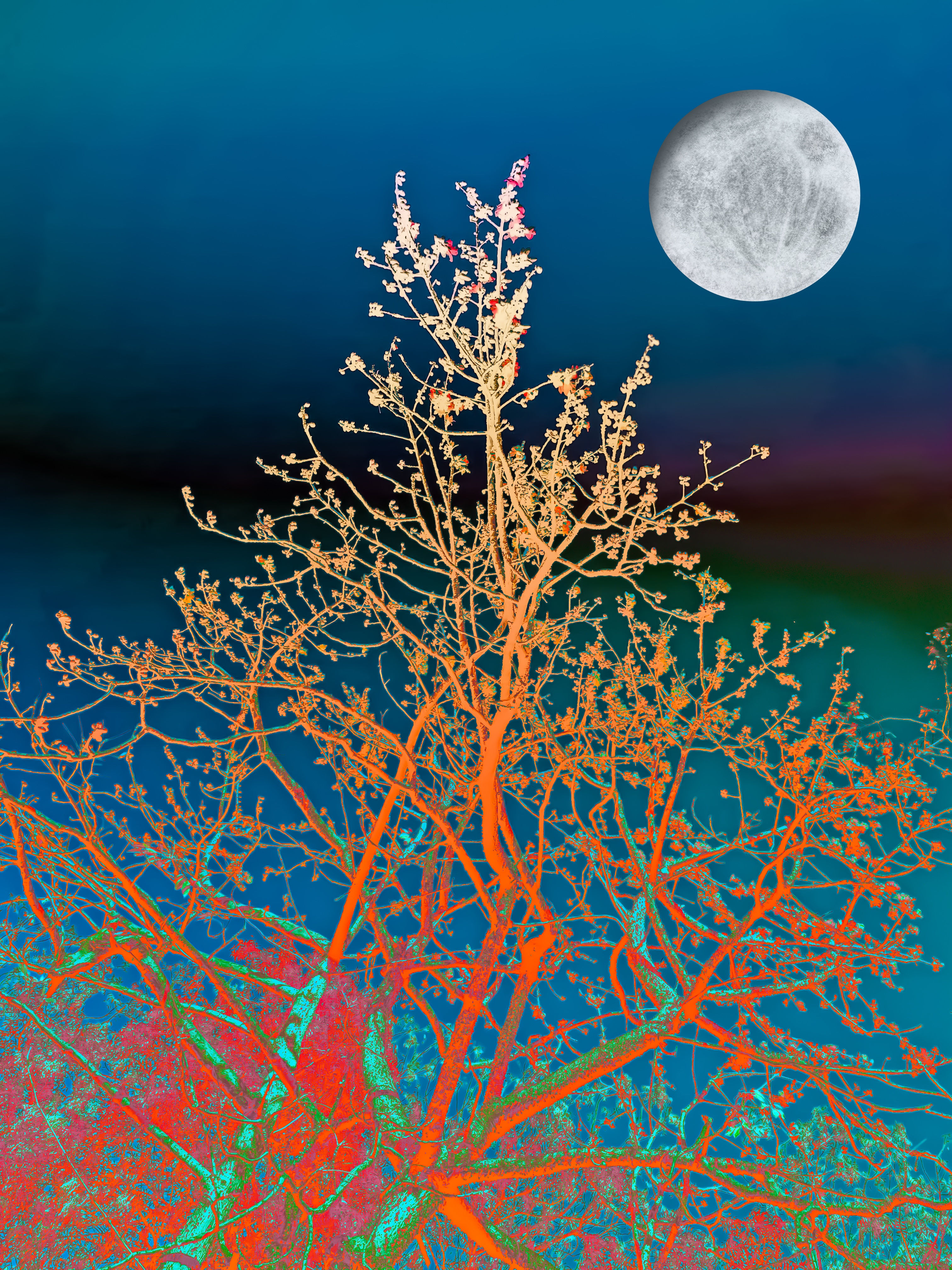 Full moon flora