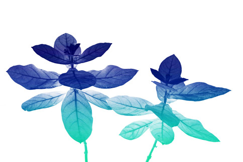 Heavenly Plants Nº10