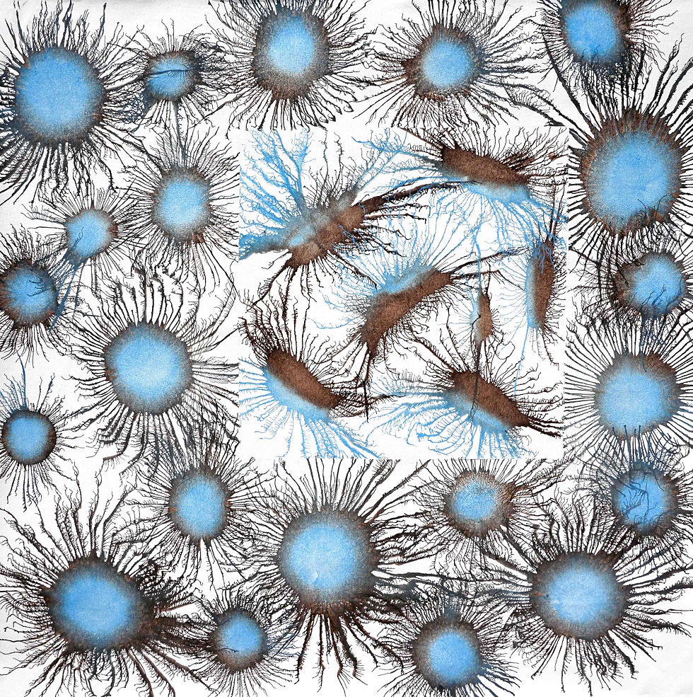 Exploflora Series No. 82