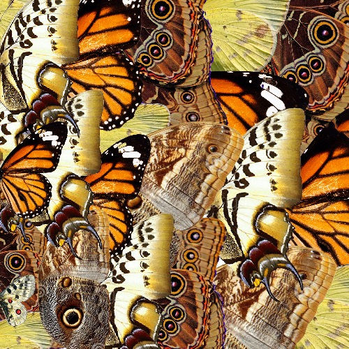 Thumbnail: Autumn metamorphosis