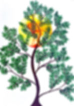 Thumbnail: Moringa plant