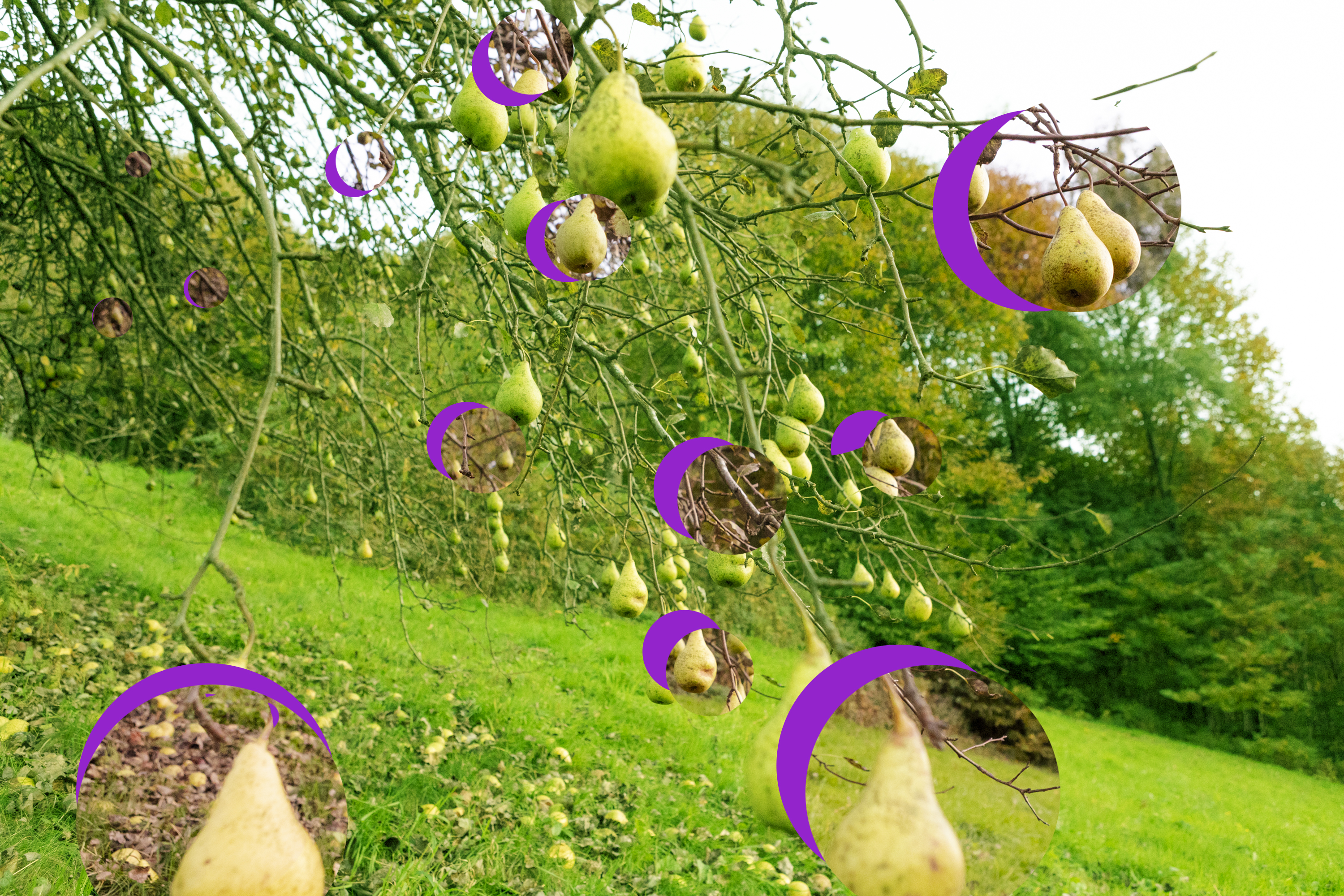 Birnenbaum mit reifen Früchten im Schwarzwald mit lila grafischen Elementen. Stehen für Netzwerk, MINT, Natur und Technik. Künstliche Intelligenz