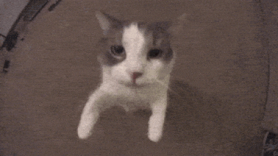 kitty kiss GIF.gif