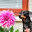 Thumbnail: Dahlia Vassio Meggos Cutting Raised Plant