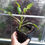 Thumbnail: Dahlia Fancy Pants Cutting Raised Plant