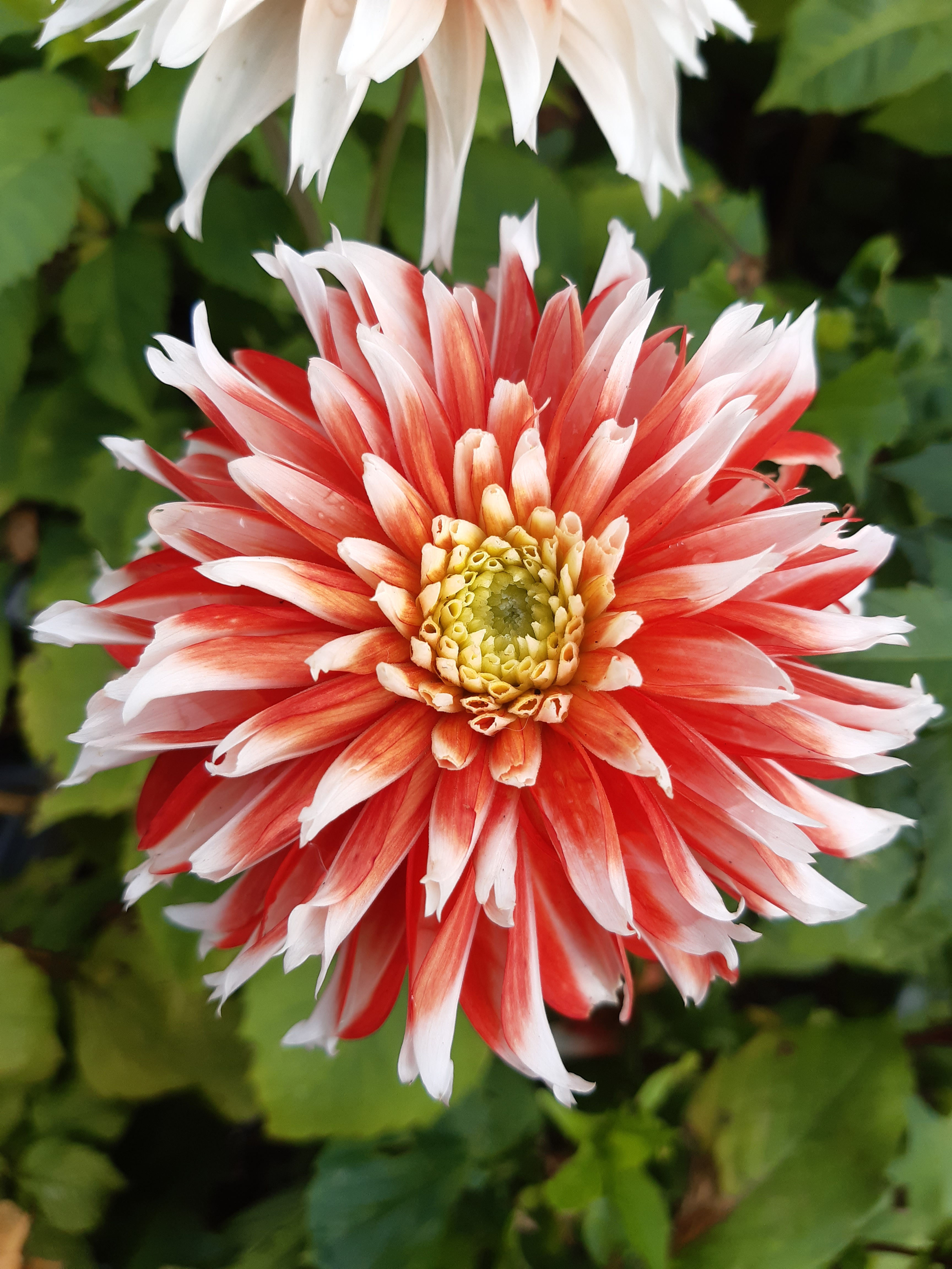 Dahlia Noel Cutting Raised Plant
