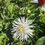 Thumbnail: Dahlia My Love Small Pot Tuber