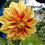 Thumbnail: Dahlia Ballegos Glory Cutting Raised Plant