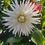 Thumbnail: Dahlia My Love Small Pot Tuber
