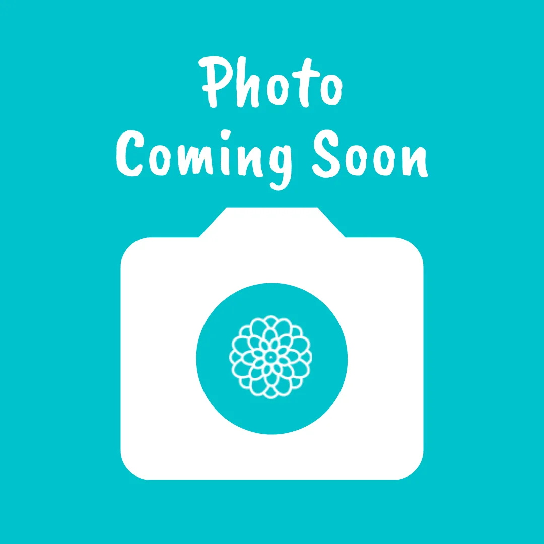 Rodgersia pinnata Superba