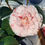 Thumbnail: Camellia
