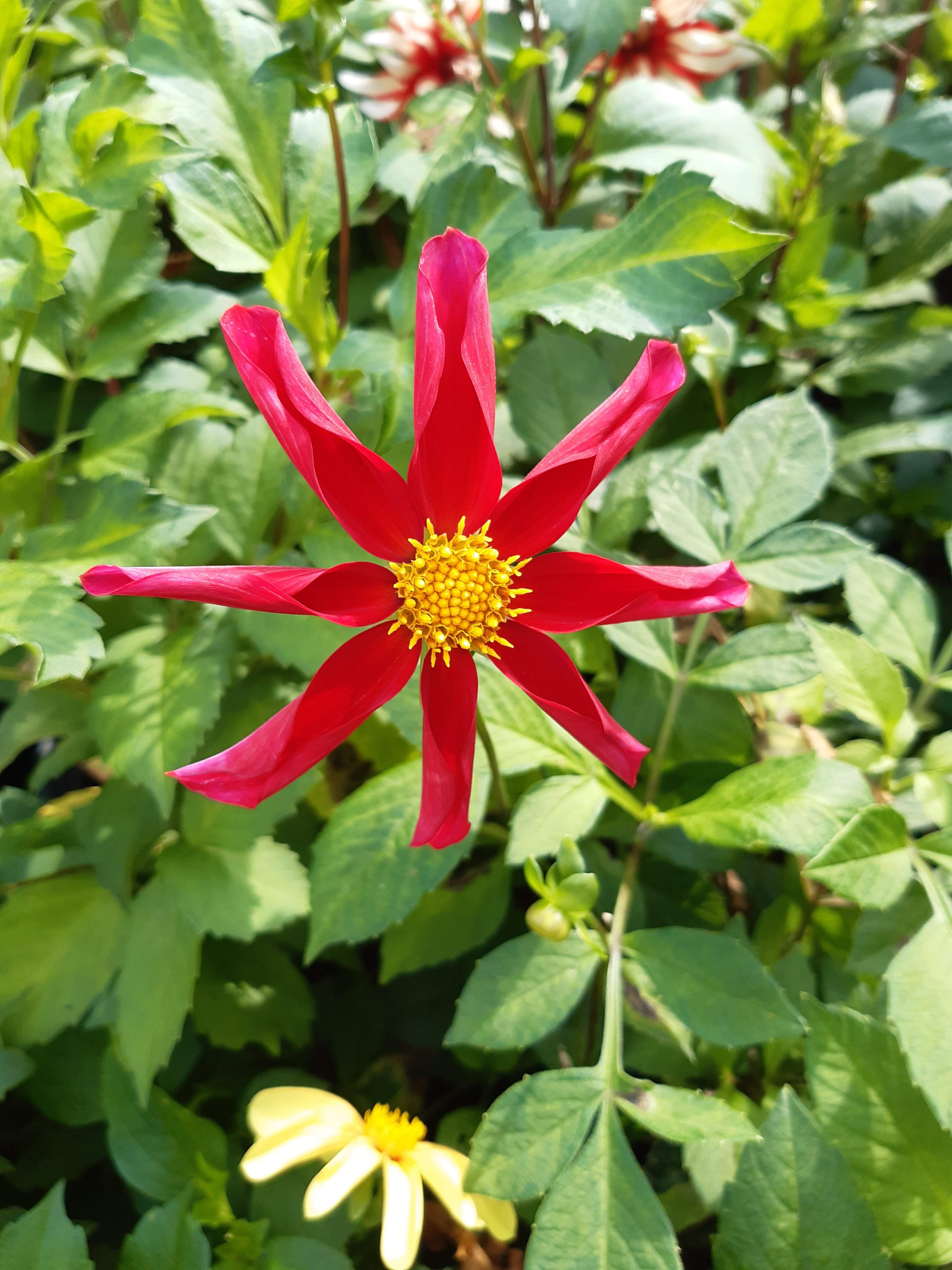Dahlia Honka Red Cutting Raised Plant