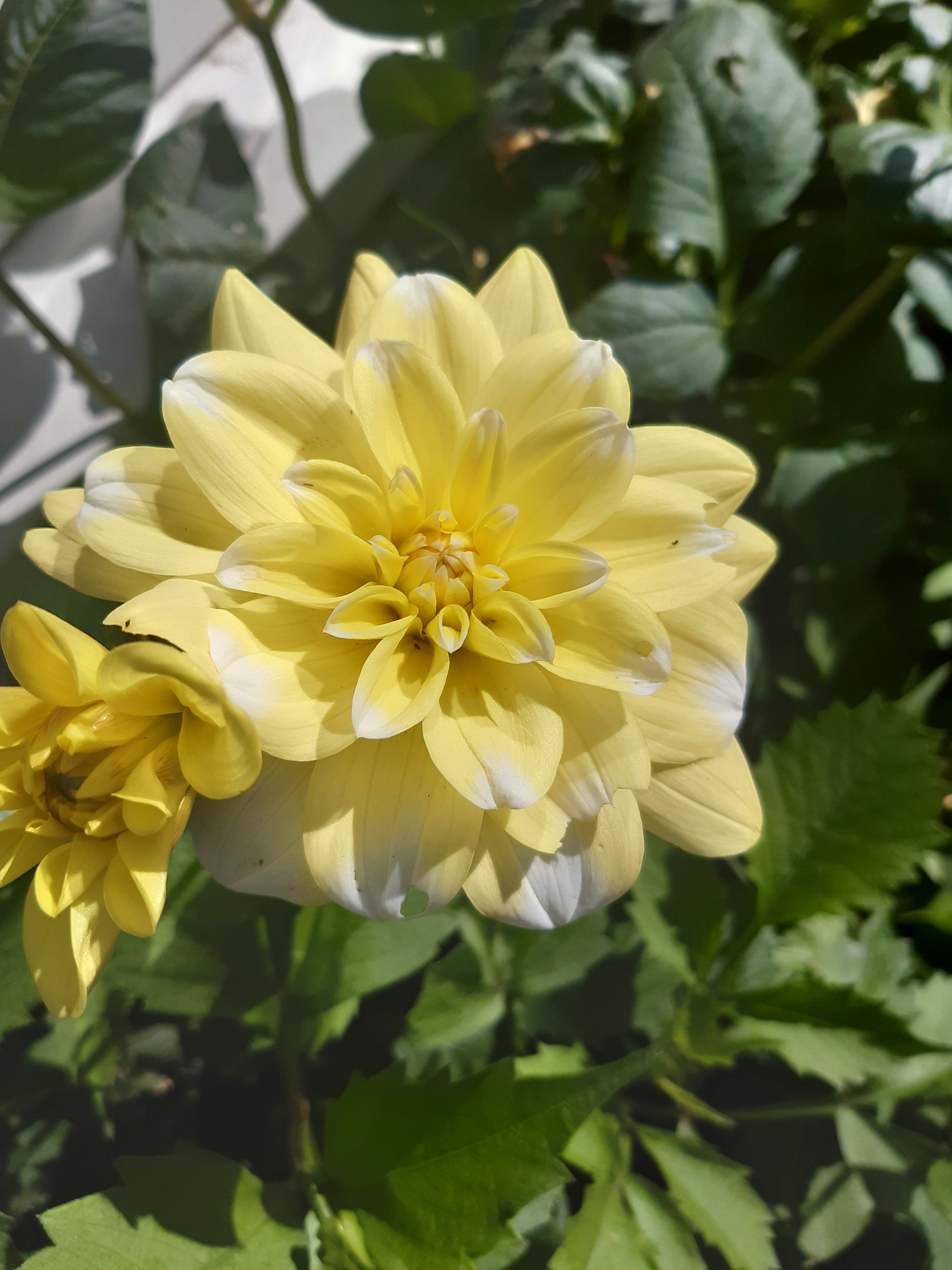 Dahlia Hollyhill Lemon and Ice Cutting Raised Plant