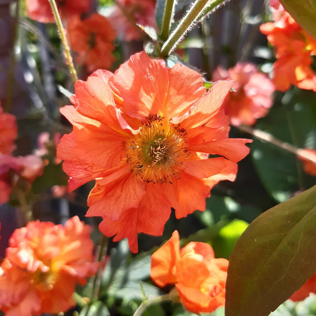 Geum Mrs Bradshaw