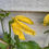 Thumbnail: Clematis Tangutica Little Lemons