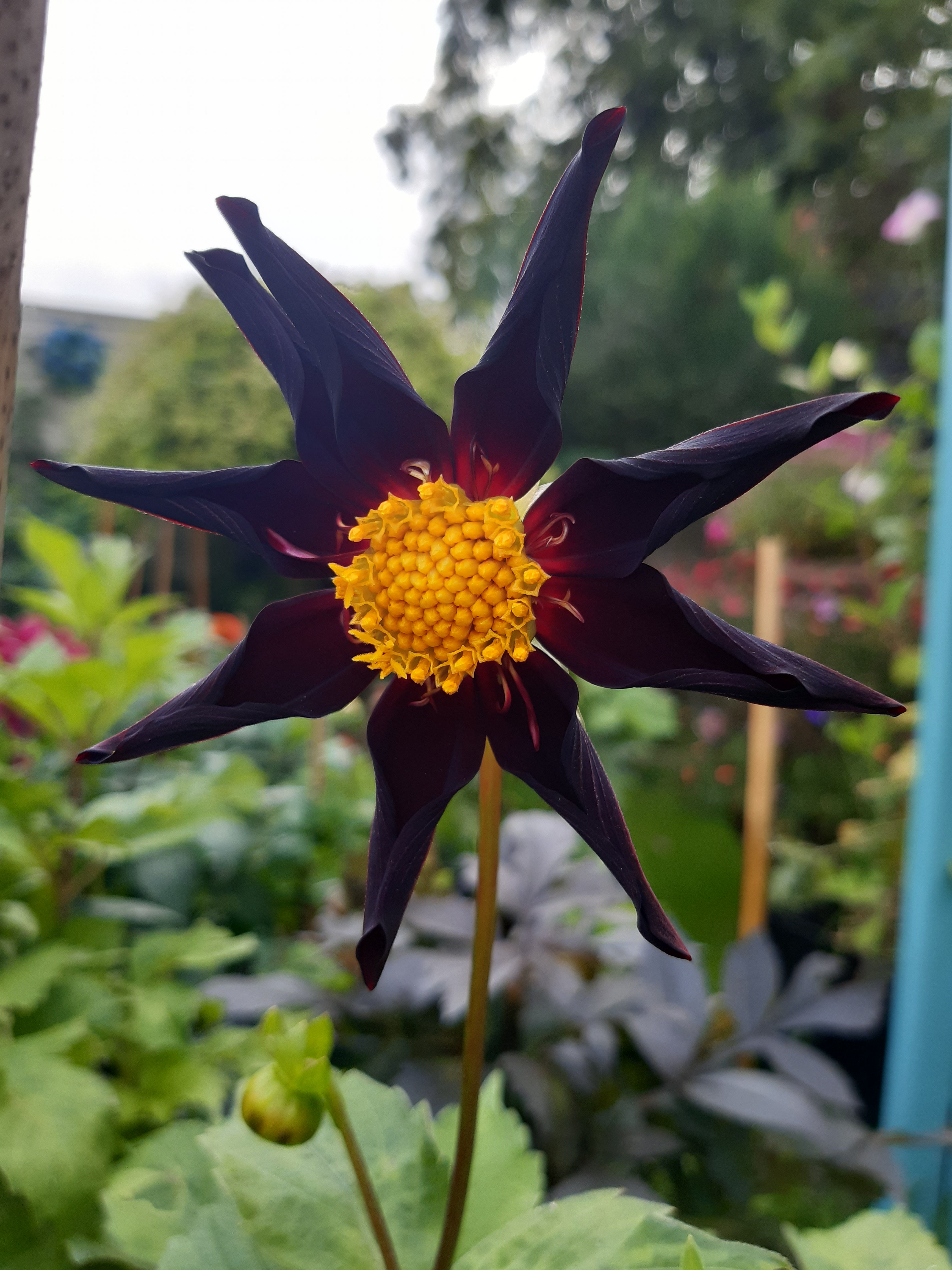 Dahlia Verrone's Obsidian Cutting Raised Plant