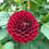 Thumbnail: Dahlia Jowey Mirella Cutting Raised Plant