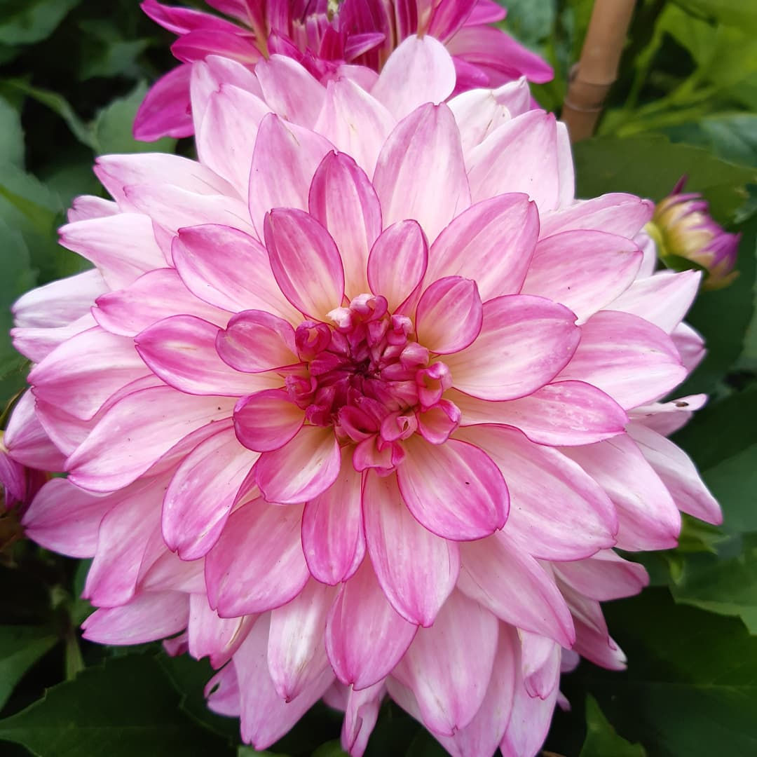 Dahlia Time for All Cutting Raised Plant