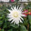 Thumbnail: Dahlia My Love Small Pot Tuber
