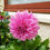 Thumbnail: Dahlia Vassio Meggos Cutting Raised Plant