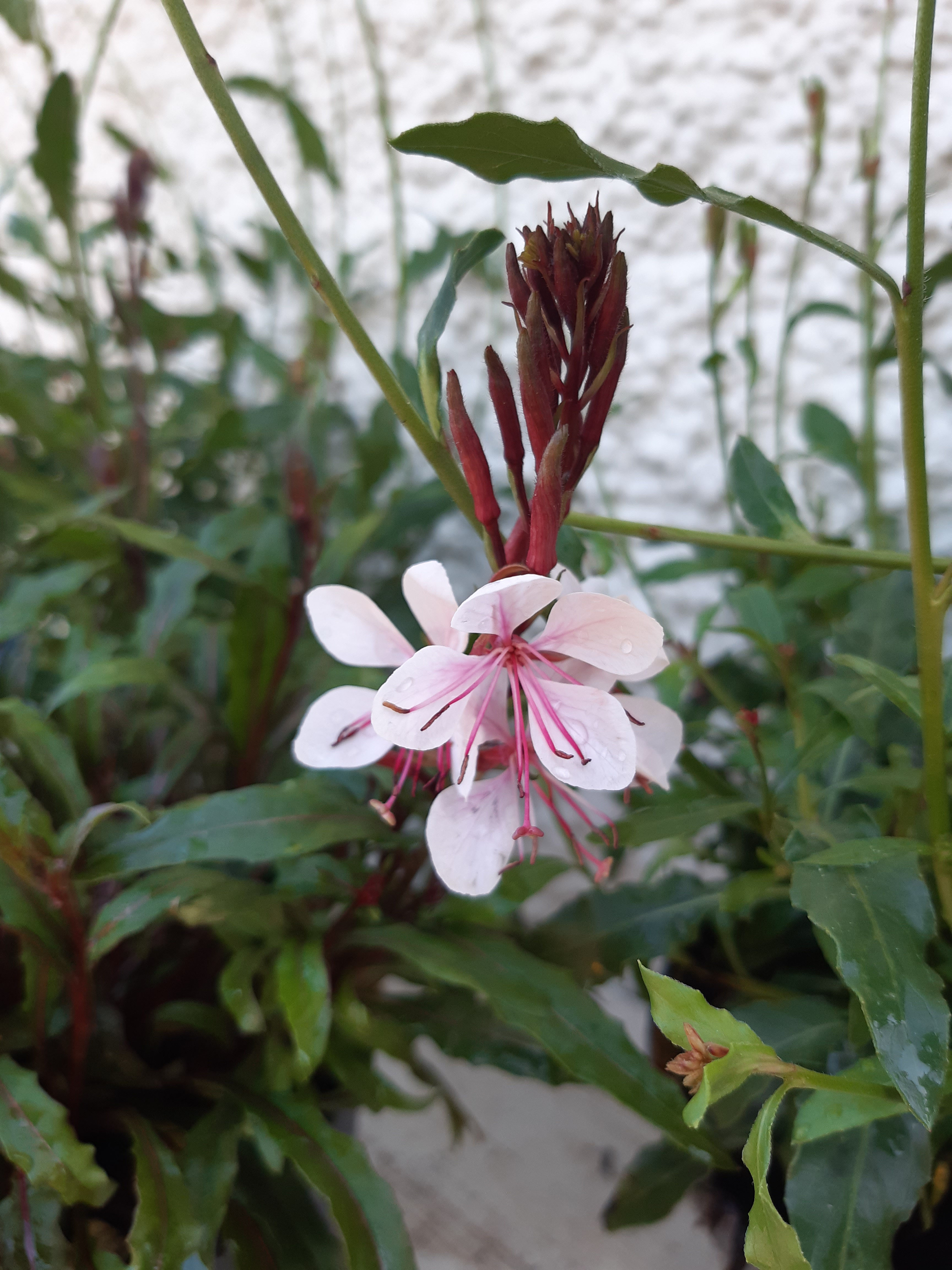 Gaura perennial mixed colours approx height 35cm