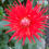 Thumbnail: Dahlia New York Cutting Raised Plant