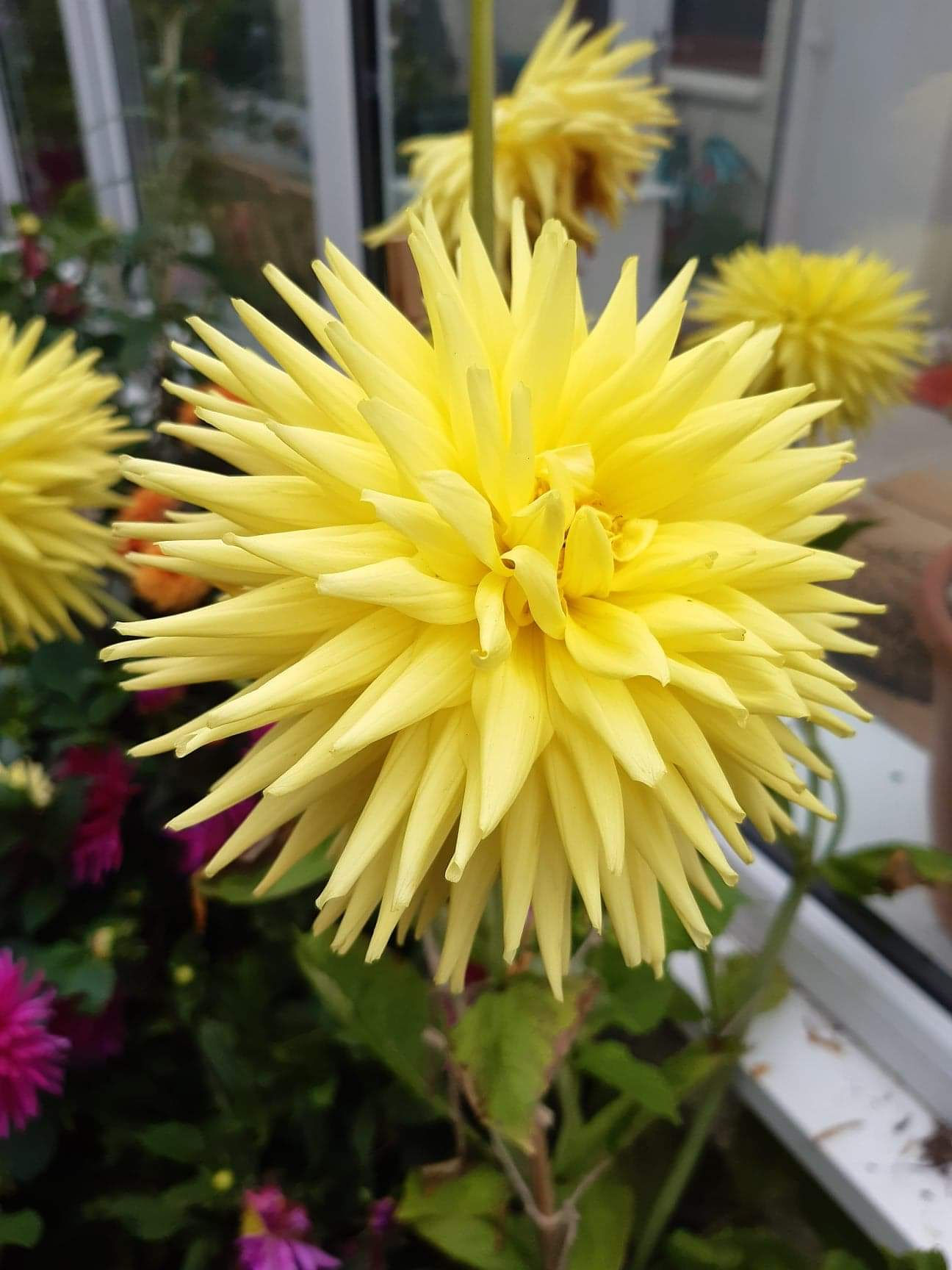 Dahlia Clearview Sundance Cutting Raised Plant