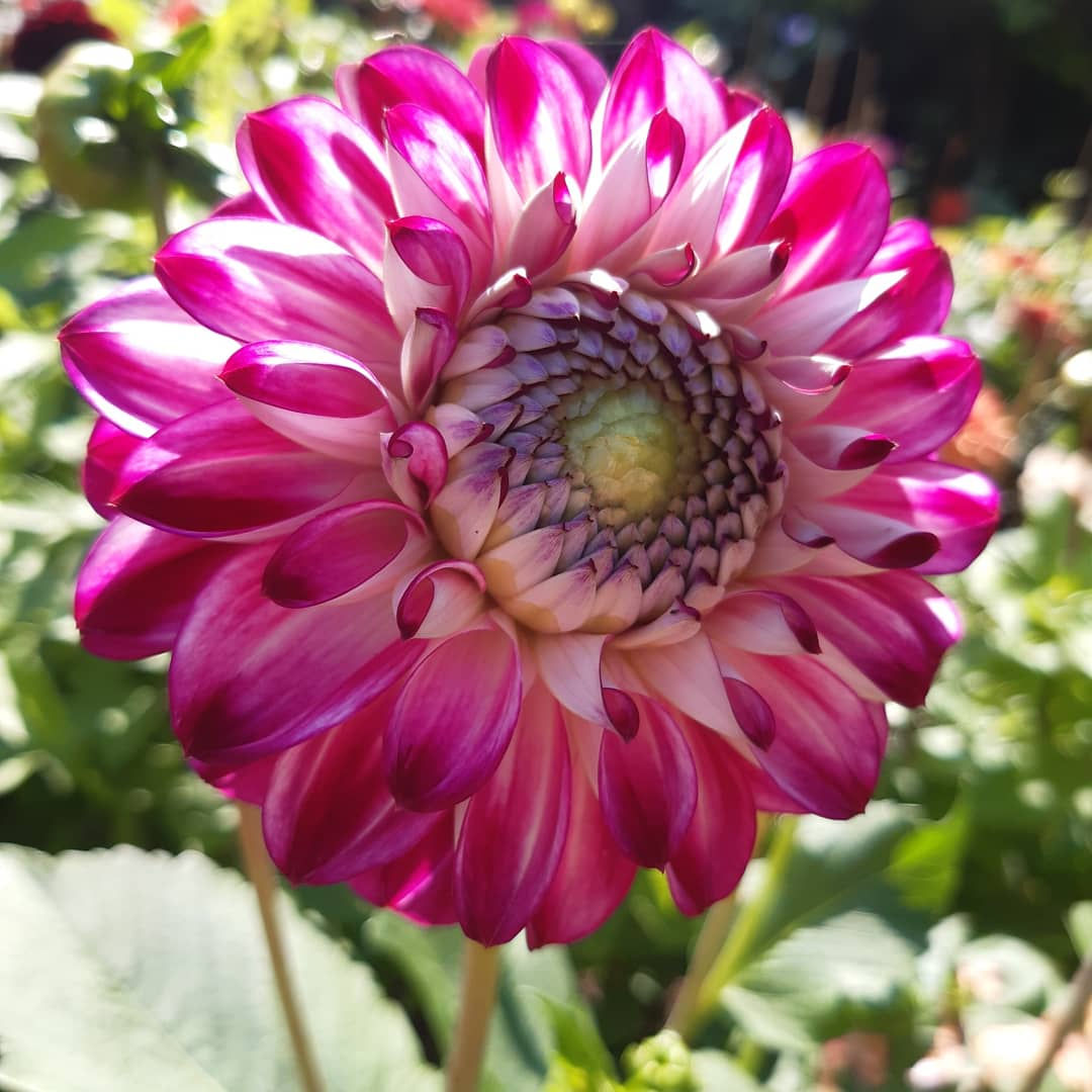 Dahlia Embassy Cutting Raised Plant