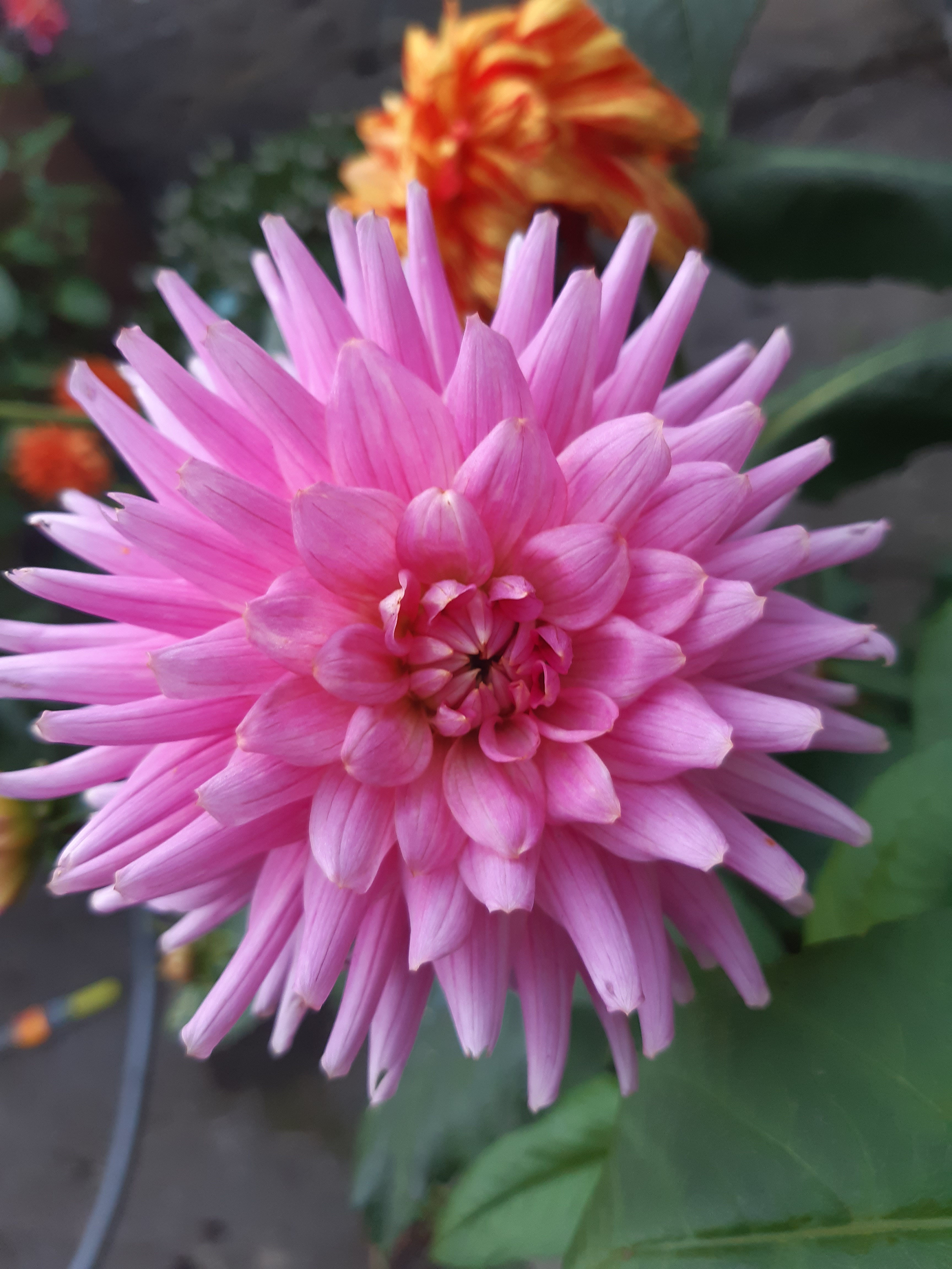 Dahlia Poetry Cutting Raised Plant