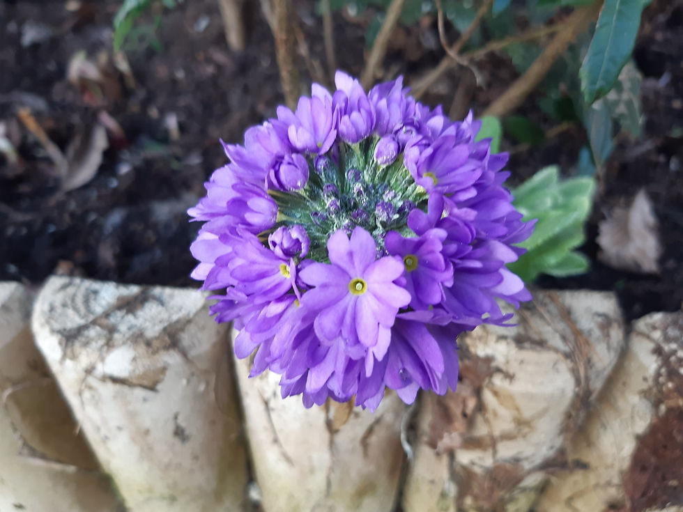 Thumbnail: Primula denticulata blue