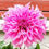 Thumbnail: Dahlia Vassio Meggos Cutting Raised Plant