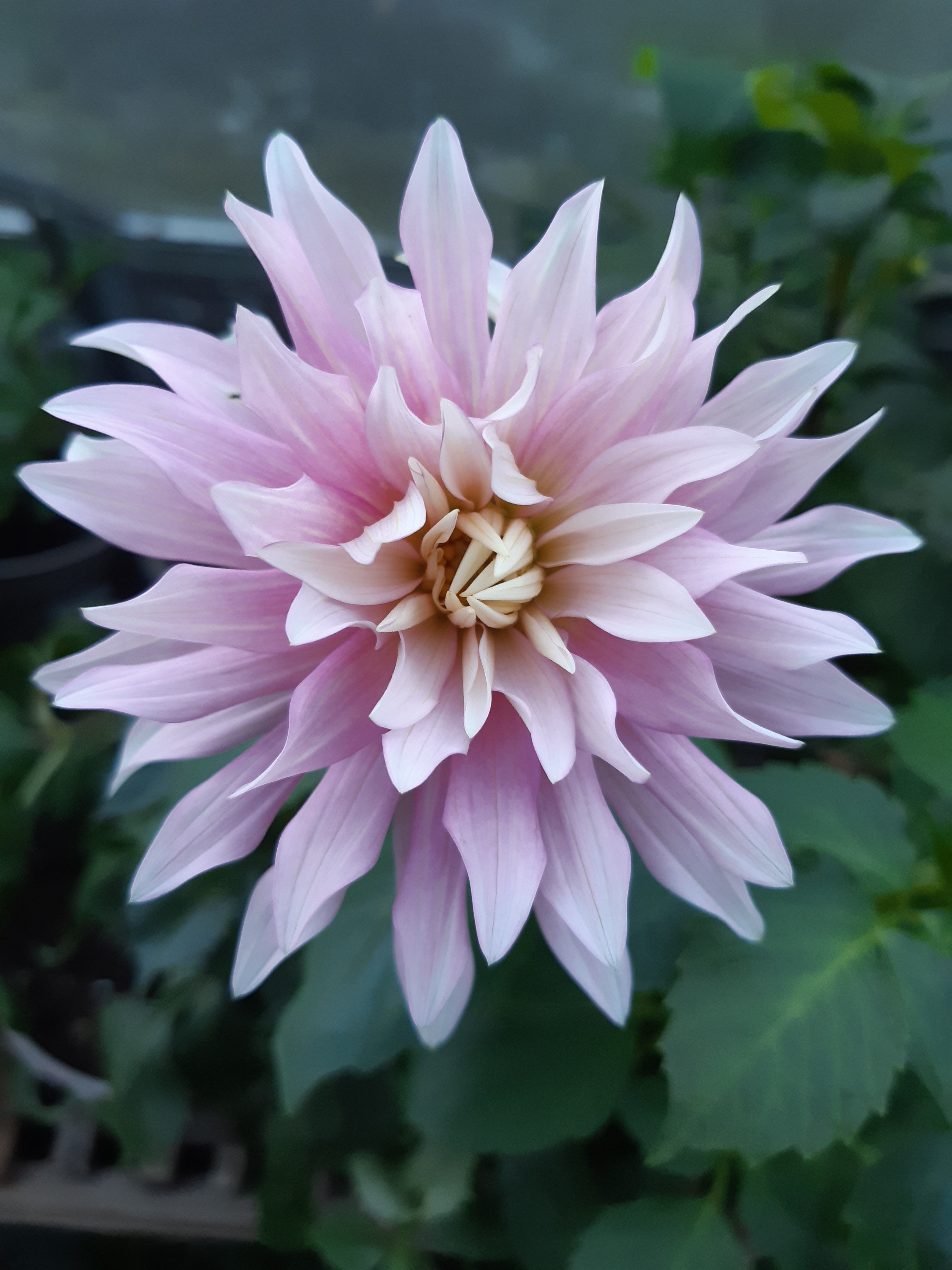 Dahlia Divine Cutting Raised Plant