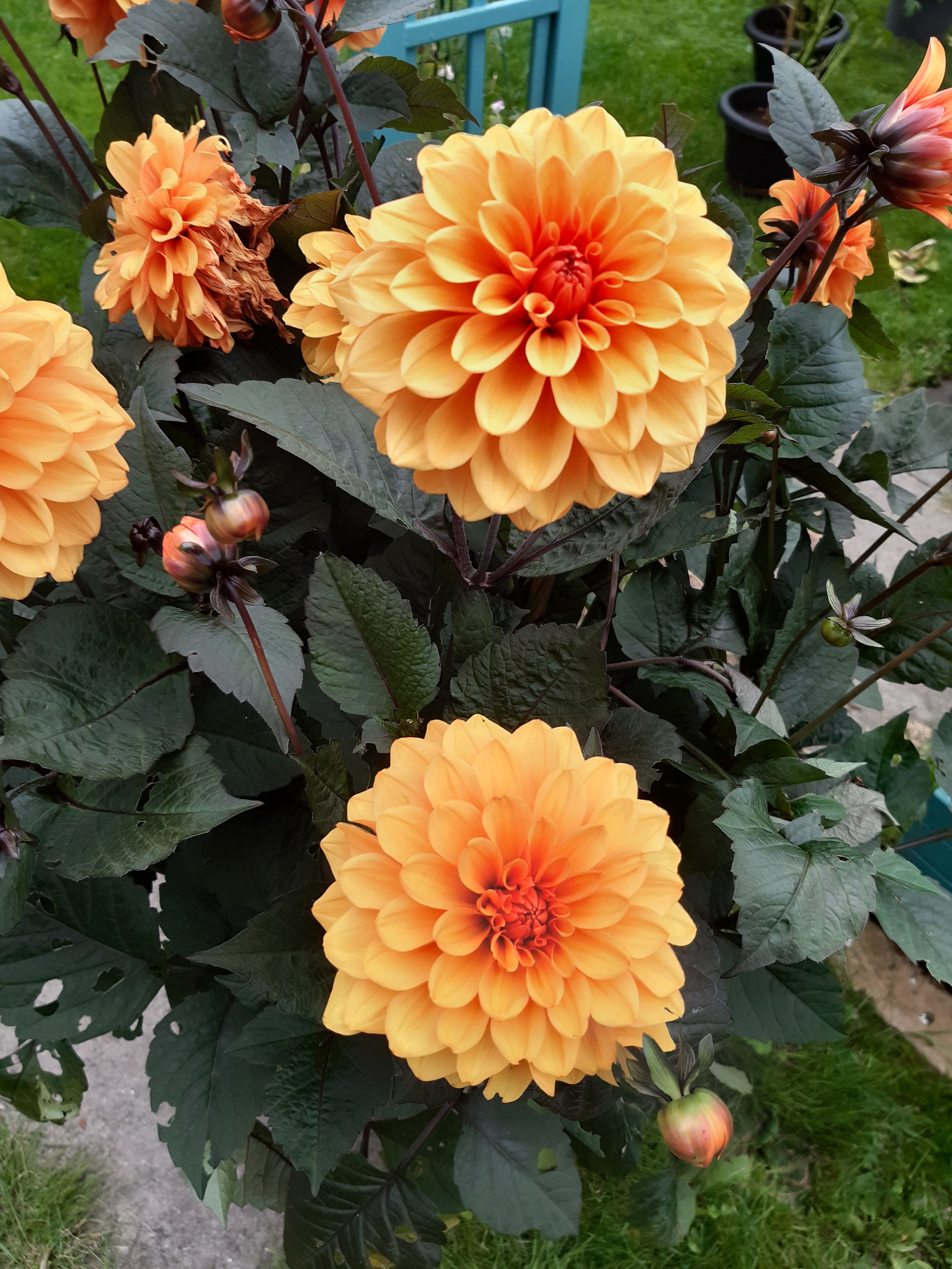 Dahlia David Howard Cutting Raised Plant