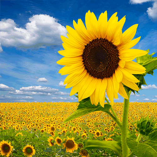 Sunflower.gif