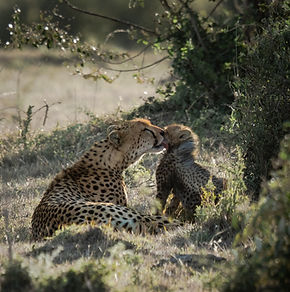 🐆 THE FASTEST CAT ON EARTH 🐆Unlike lions or leopards, cheetahs don’t rely on strength to