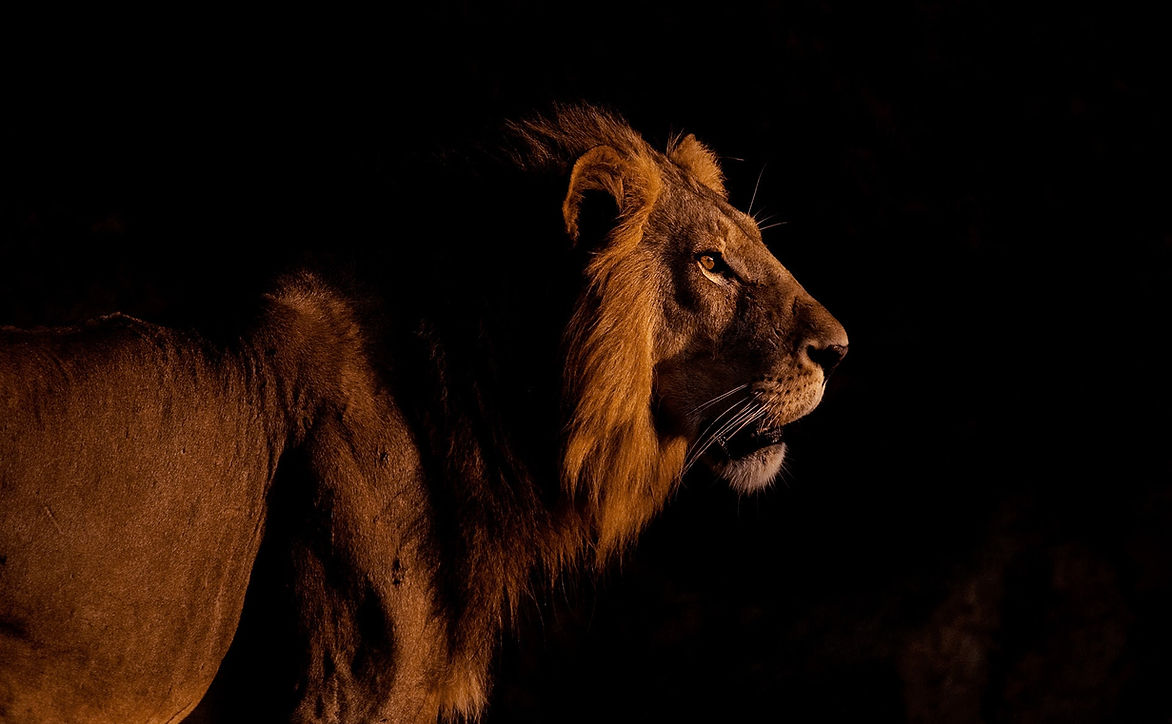 025-Wild-Ruaha-Kalayani safaris-possibilities.jpg
