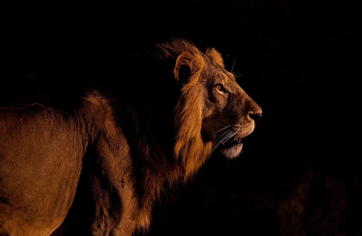 025-Wild-Ruaha-Kalayani safaris-possibilities.jpg