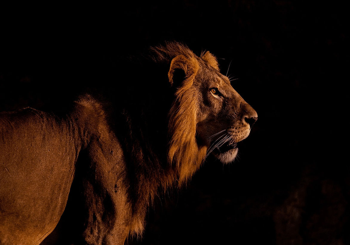 025-Wild-Ruaha-Kalayani safaris-possibilities.jpg