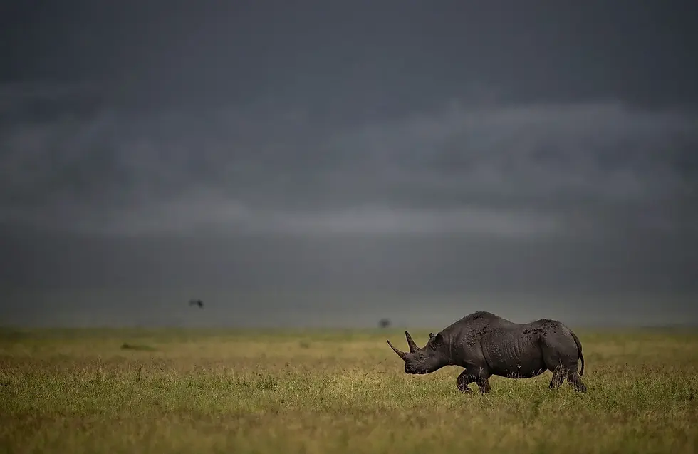 Rhino in Tanzania wilderness representing luxury safari collections with Kalayani Safaris.