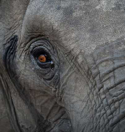 🦁🐆 SOMETIMES IT’S JUST BETTER HORIZONTALLY 🐘🐕Photos taken on safari in the following r