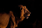 025-Wild-Ruaha-Kalayani safaris-possibilities.jpg