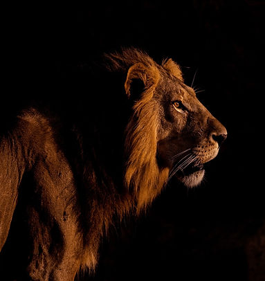 025-Wild-Ruaha-Kalayani safaris-possibilities.jpg
