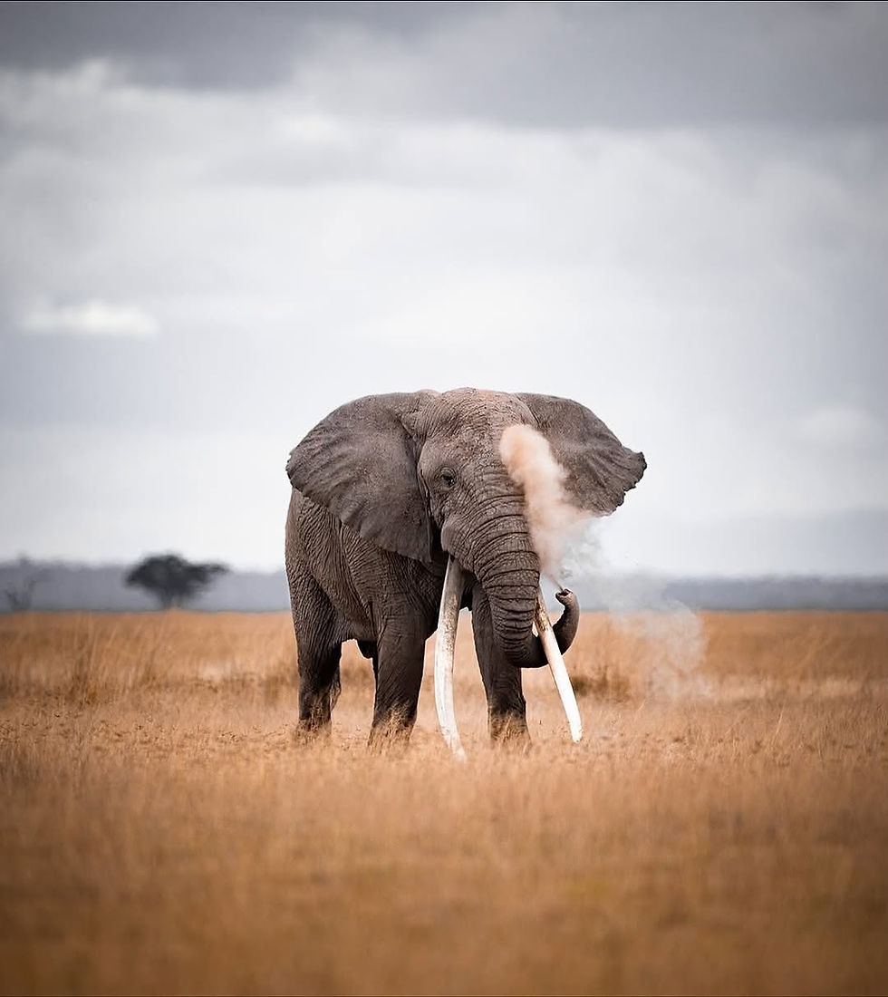 Elephant-kalayani-safaris.jpeg