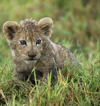 Kalayani safaris Ngorongoro-Crater-and-Serengeti-Safari-1-015.webp