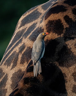 đđŚ THE BEST OF KRUGER đŚđThere are places that leave a lasting impression on a photogra