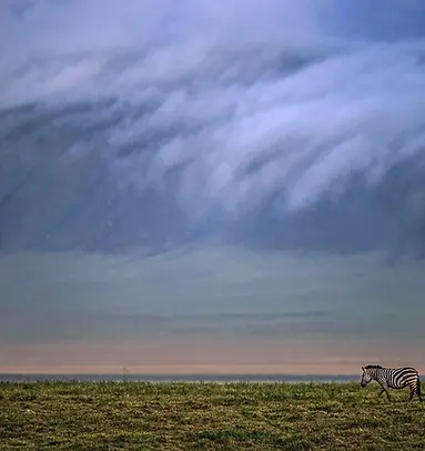 Kalayani safaris Ngorongoro-Crater-and-Serengeti-Safari-1-021.webp