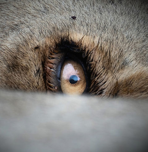 🦁 IN THEIR EYES 🦁Every wildlife photographer has something they instinctively look for,