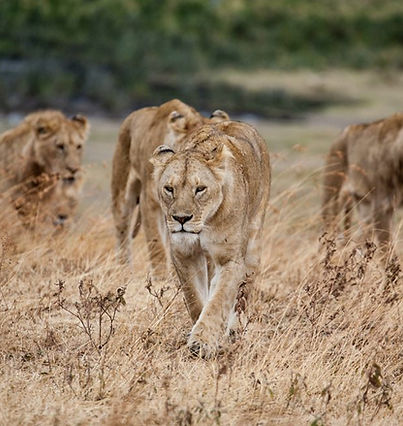 tanzania-ngorongoro-lions-jeff-lemond-unsplash-975.jpg
