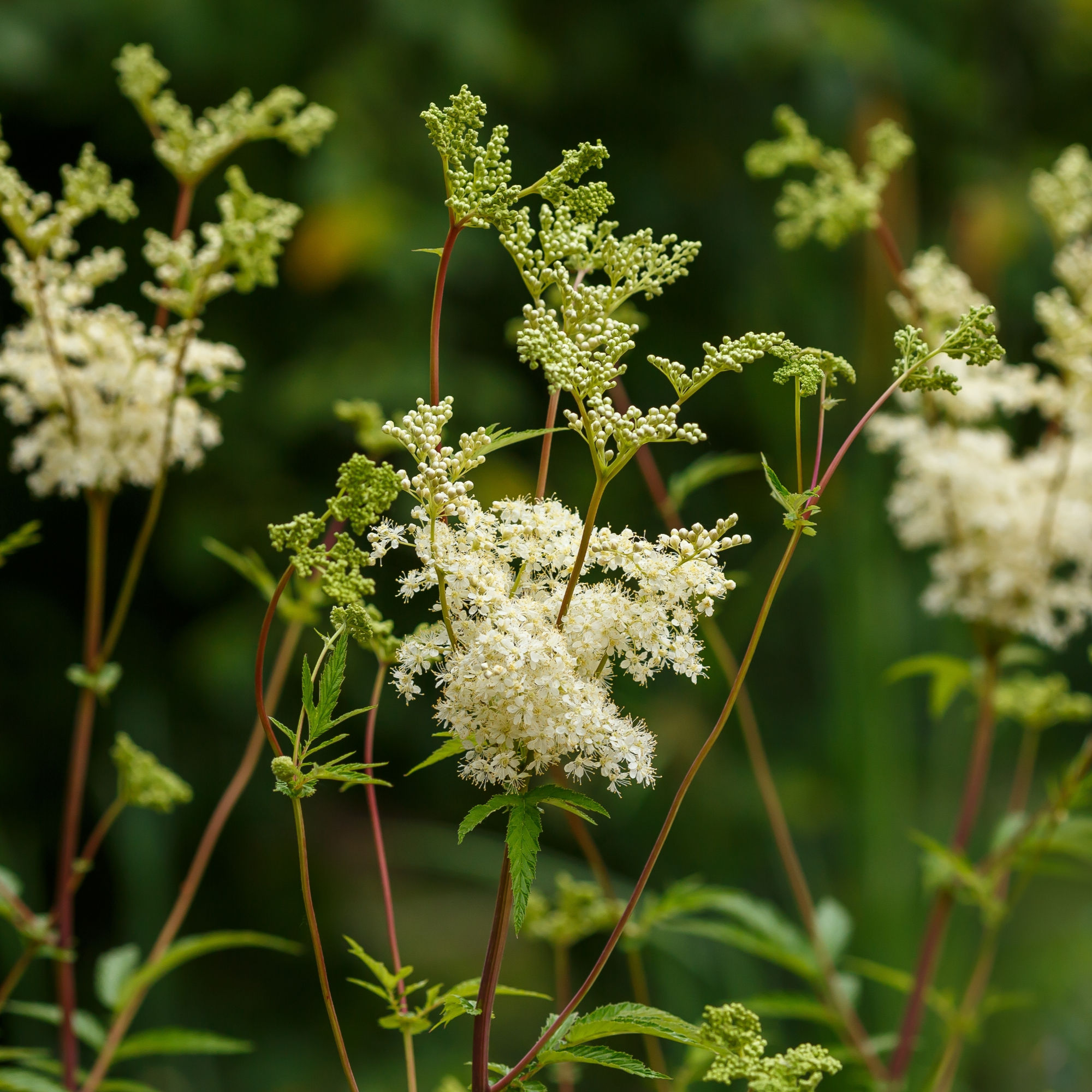 Meadowsweet Native Wildflower Seeds by Seed Revolution
