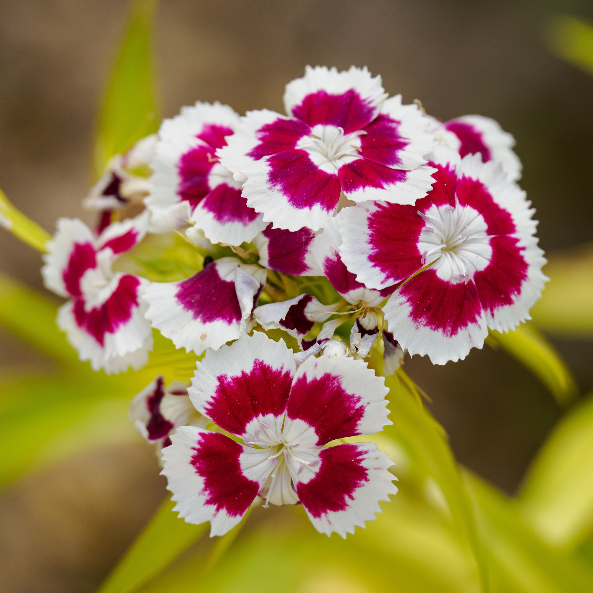 Sweet William Holborn Glory Seeds by Piccolo Seeds